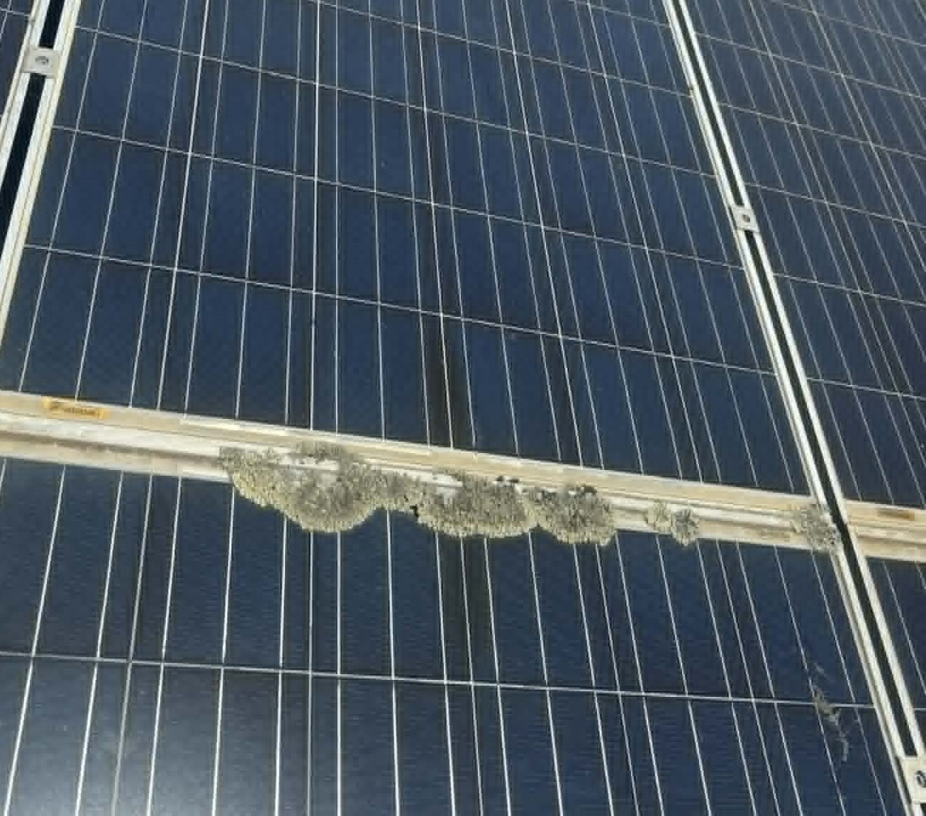 Lichen Build Up Lichen Build up on Solar Panels