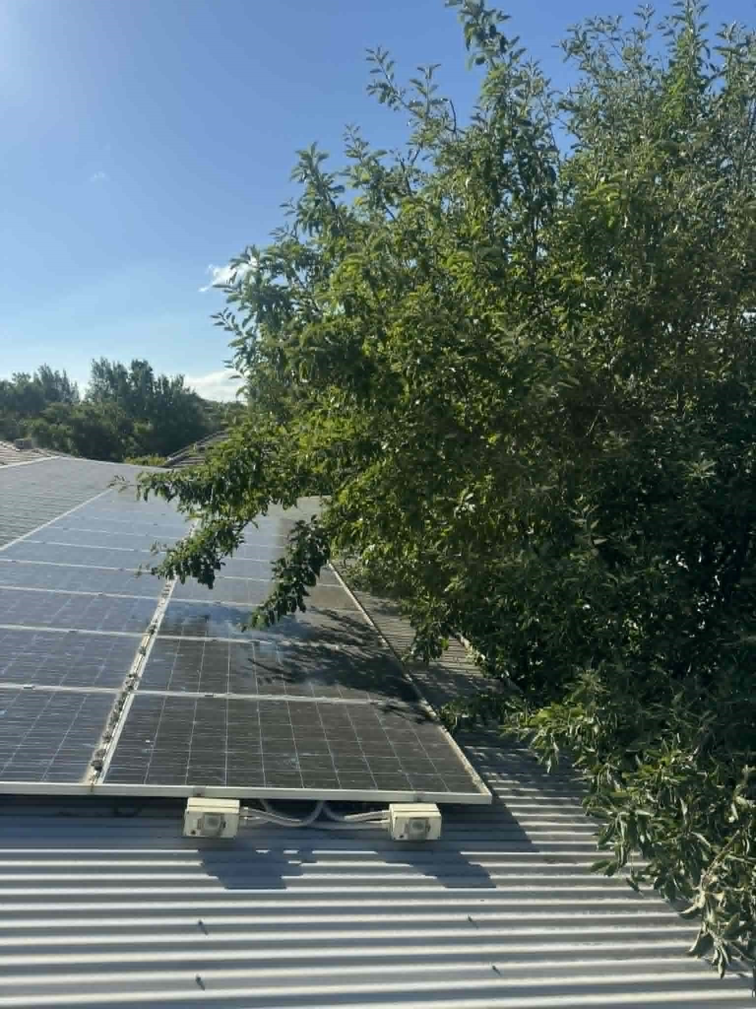 Solar Tree Shading Tree over growth causing an Inverter Fault